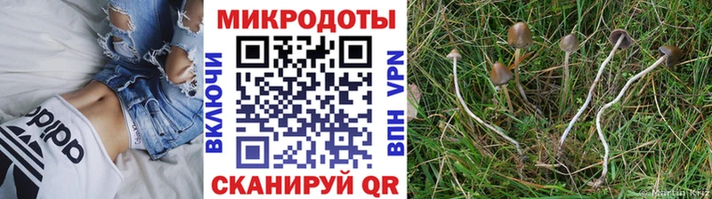 Псилоцибиновые грибы Psilocybine cubensis  Кизилюрт 